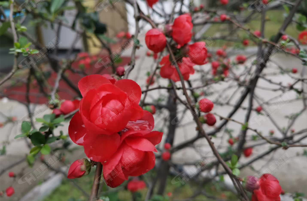桂林鴻程滿園春色，春意正濃，邀您共賞！